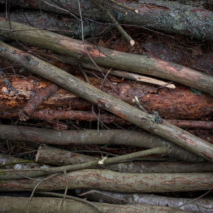 Pile of cut tree branches and logs